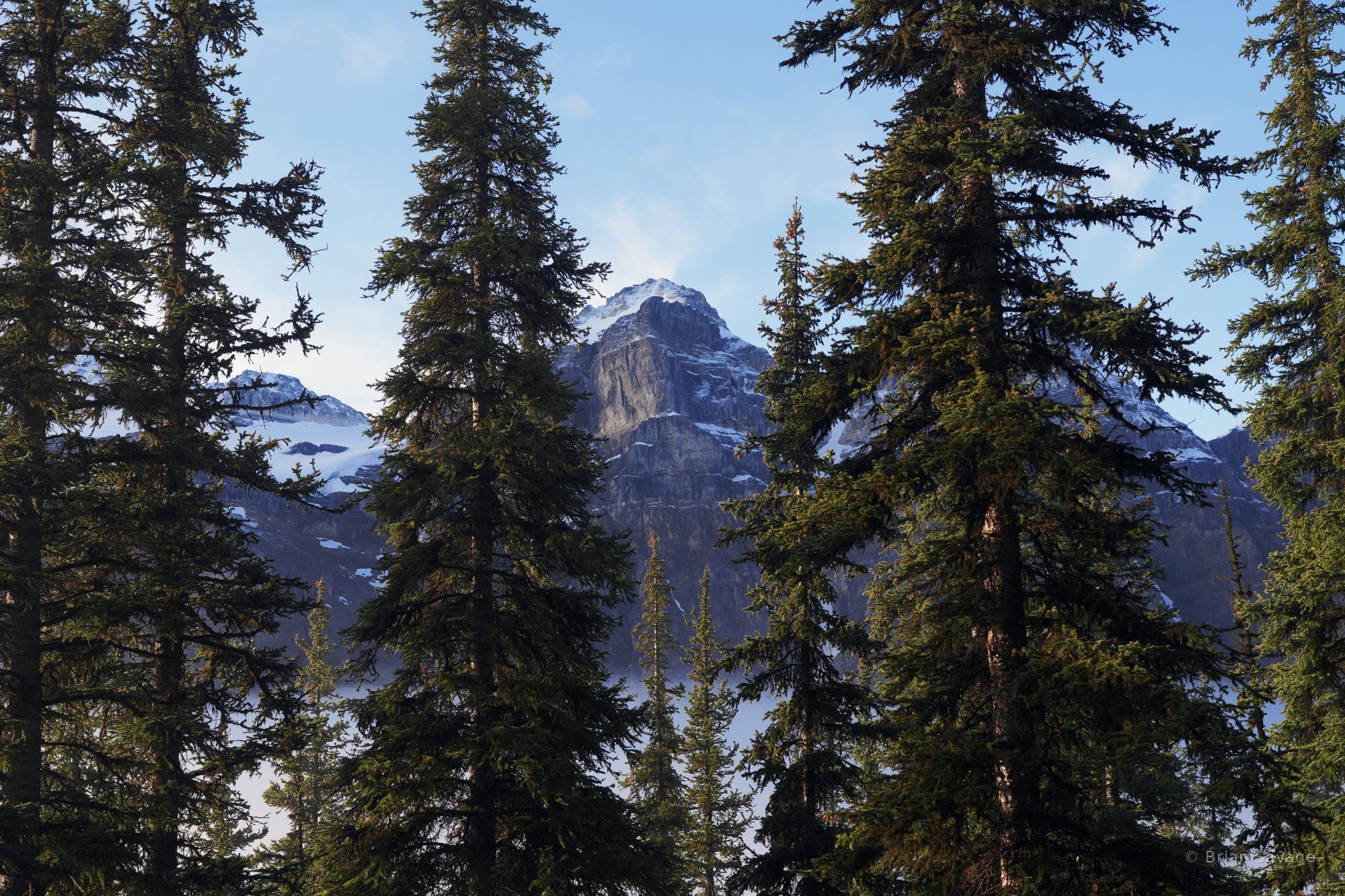 Gap in the Trees, Larch Valley, Banff