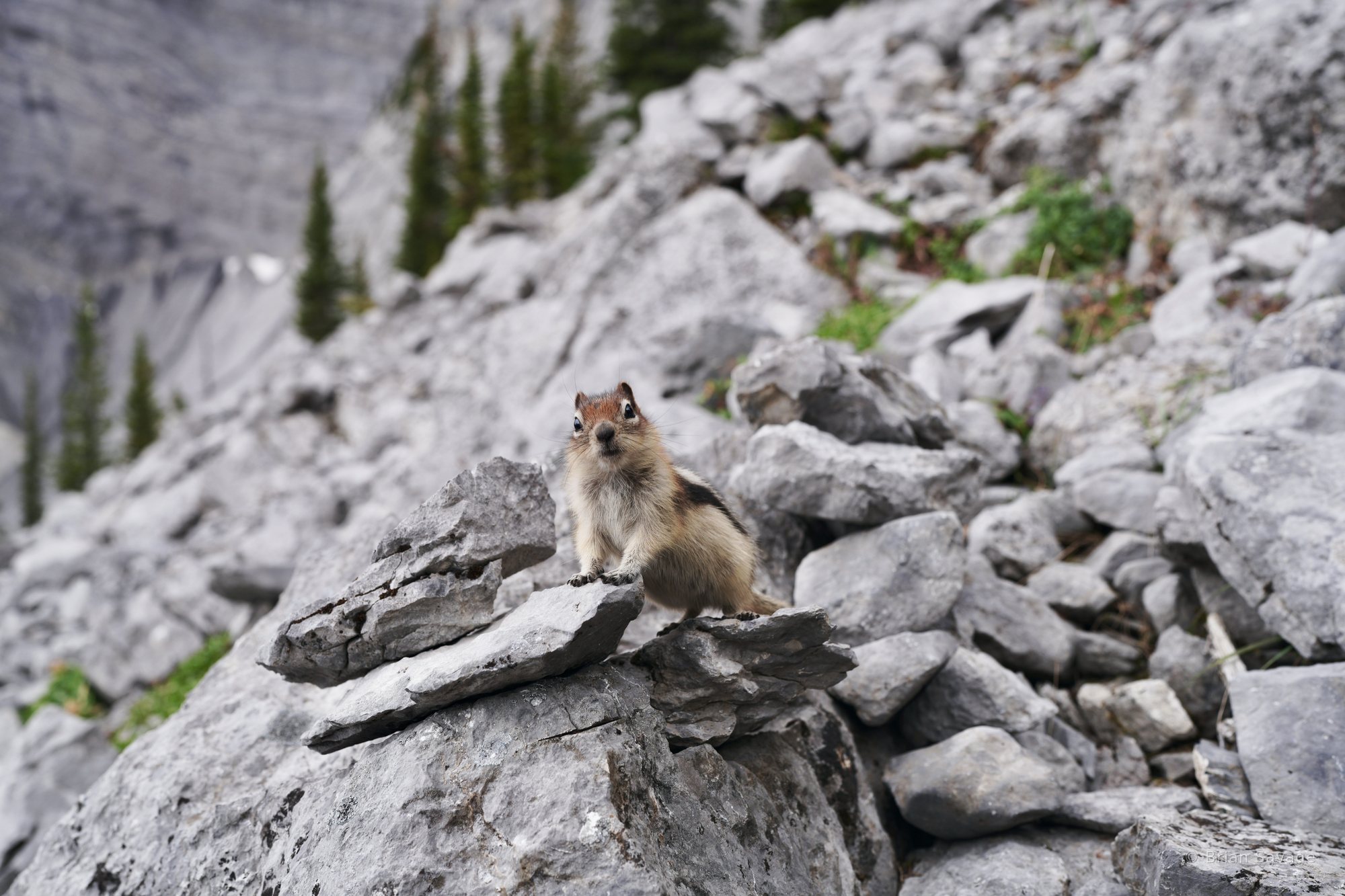 Local Resident, Lake Minnewanka, Banff