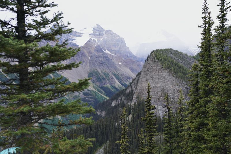Through the Spruce, Banff National Park