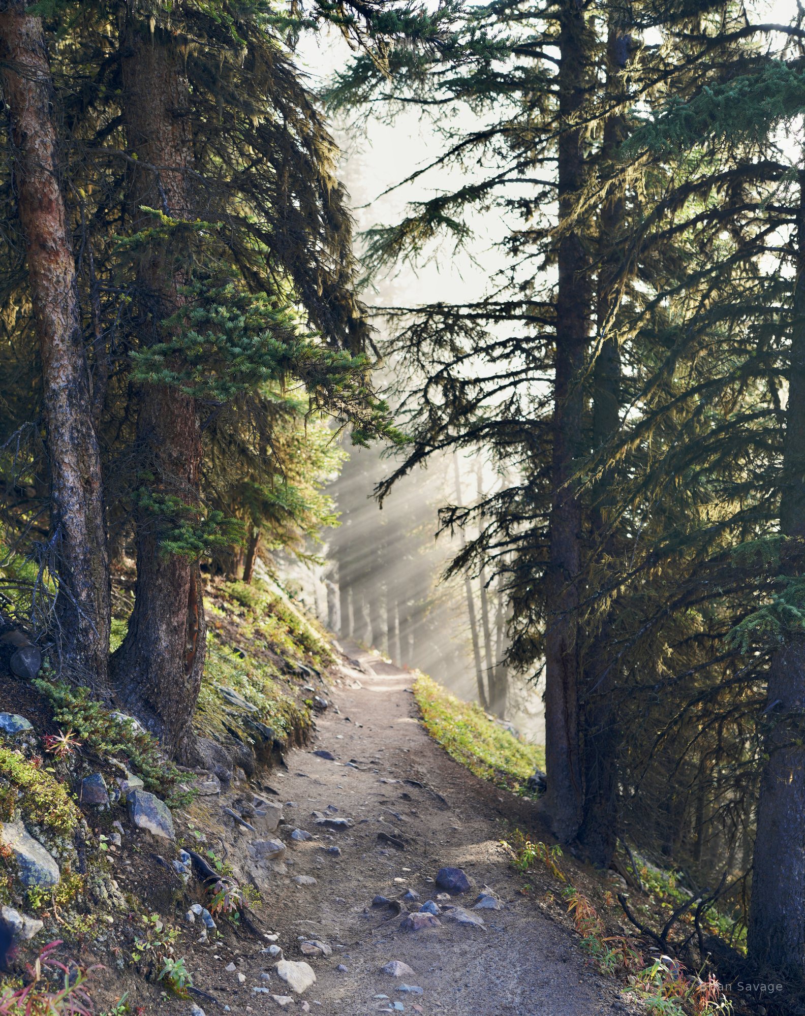 Trail Light, Larch Valley, Banff